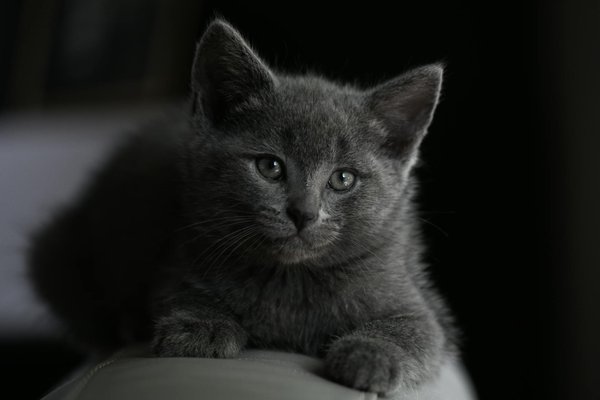 Les astuces pour choisir les meilleures nourritures pour crevettes