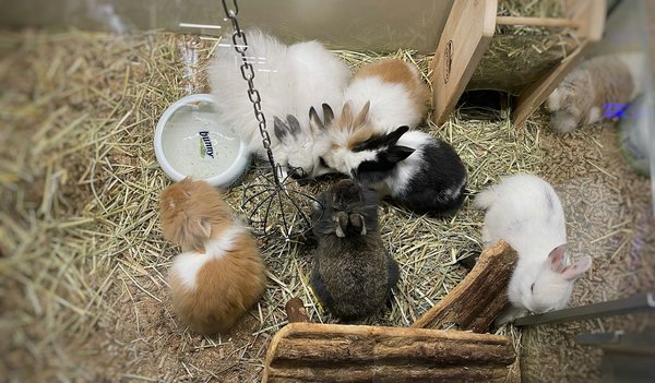 Animalerie spécialiste du lapin et du rongeur : tout pour vos petits compagnons